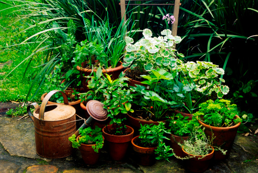 135598571-2- Mixed herb containers and tin watering can
